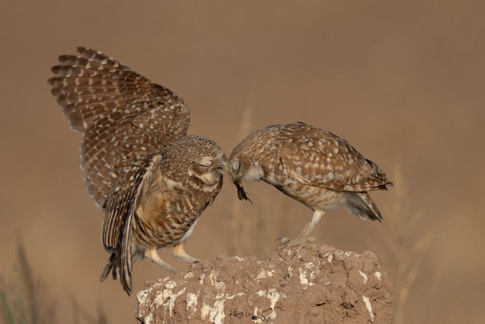 Burrowing owls food exchange from male to female.