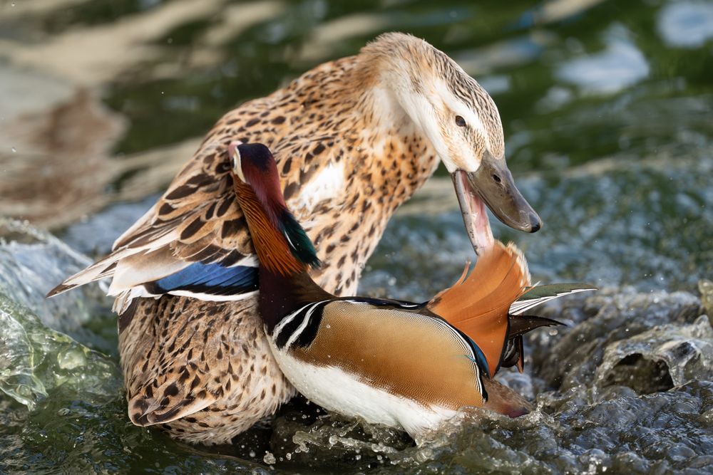 Two ducks attack each other