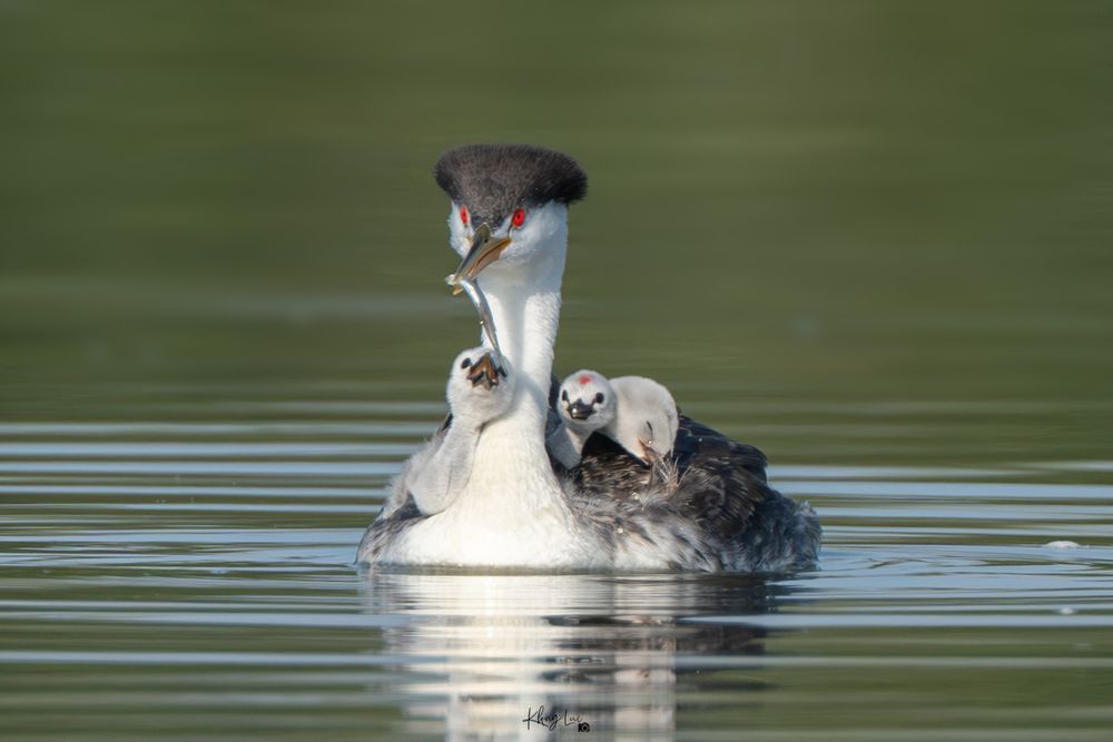Clark's grebe carrried chicks on her back with one reaching to get a fish from mom.