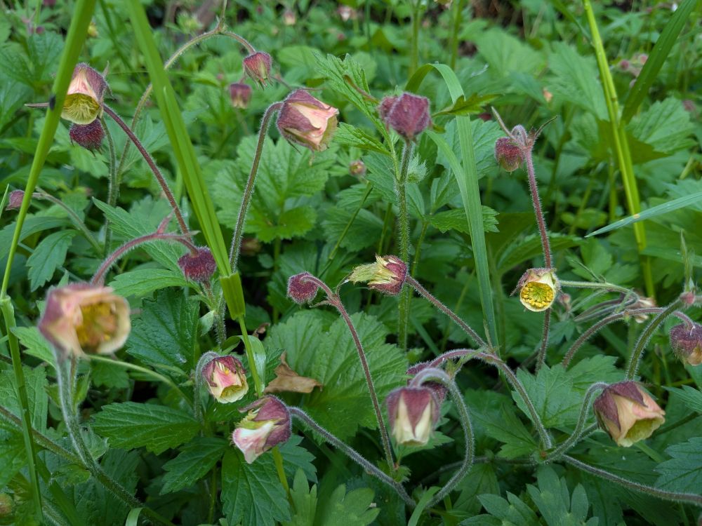 Hybrid avens (G rivale x urbanum)