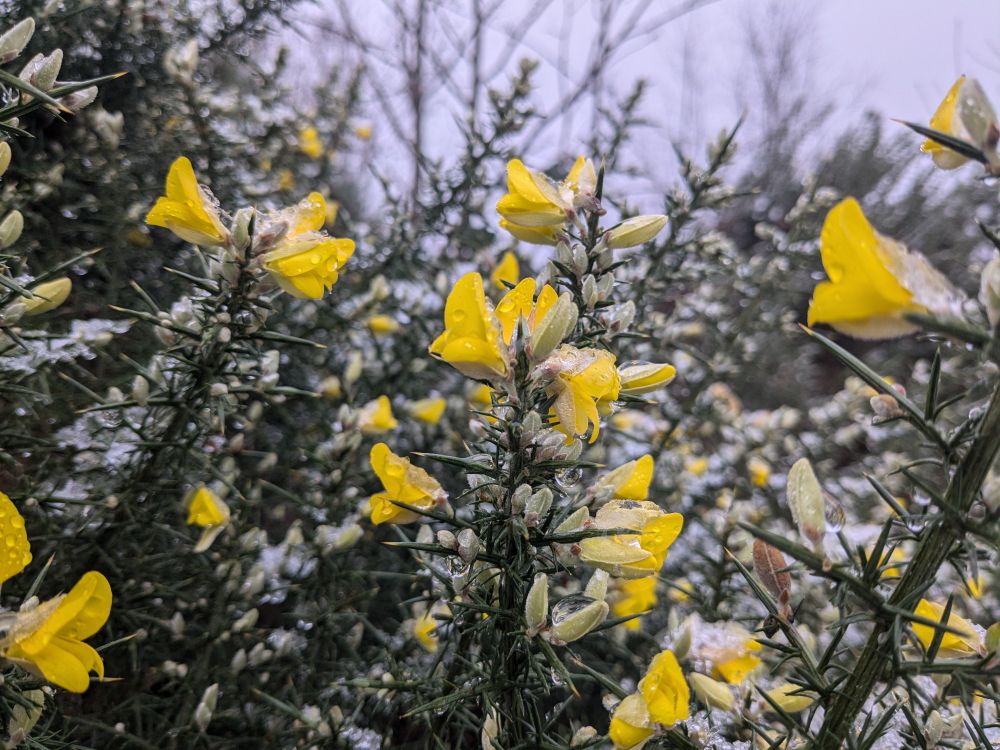 Gorse