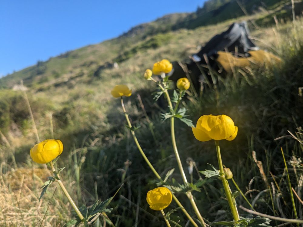 Globeflower Trollius europaeus