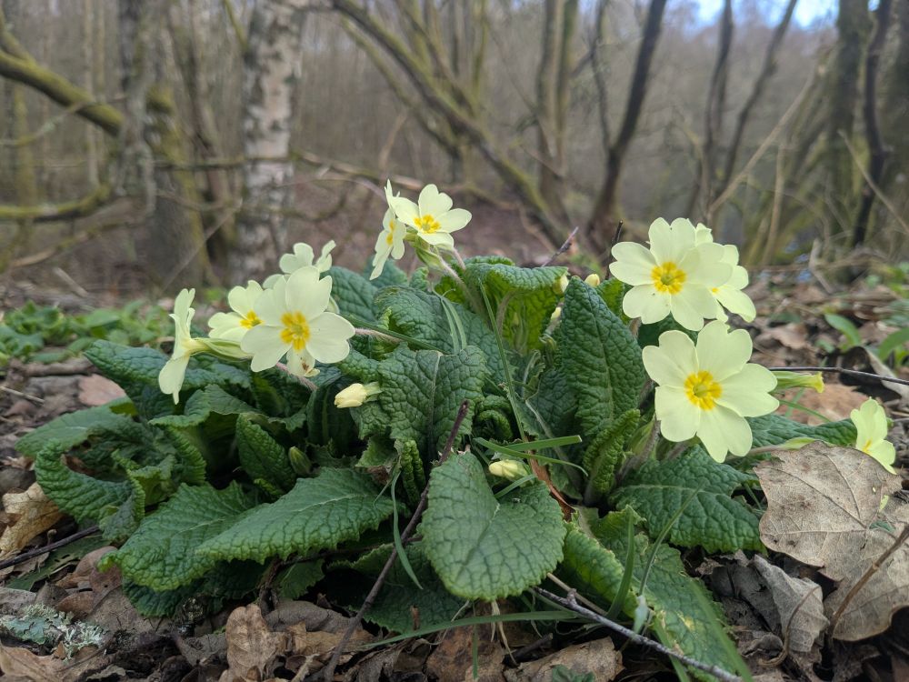 Primrose