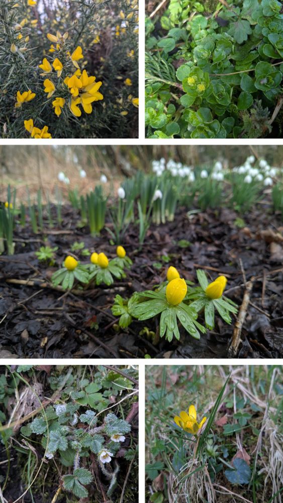 Gorse, OL golden saxifrage, snowdrops, winter aconite, Barren strawberry, lesser celandine, Doune, Stirling 