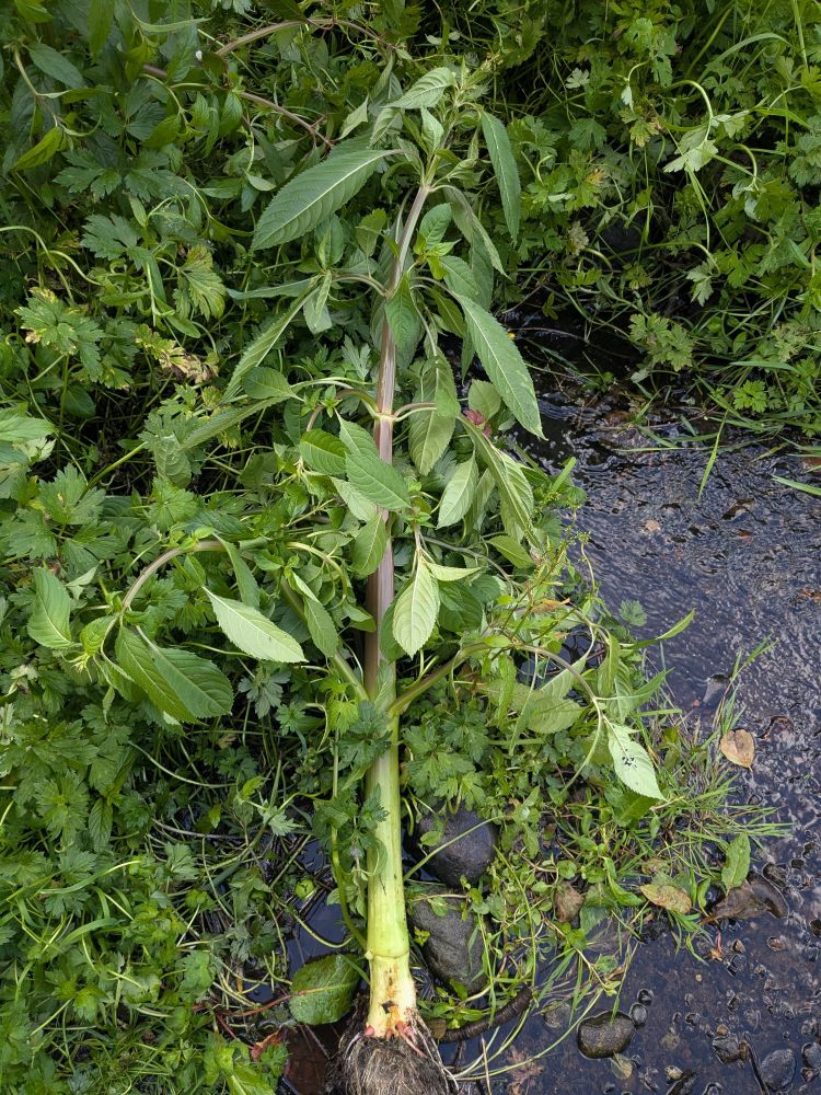 Himalayan balsam adult plant with chunky stem