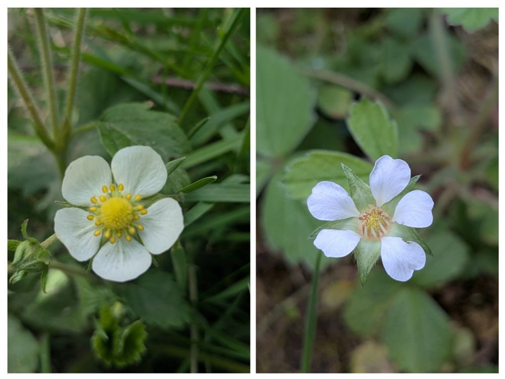 Wild strawberry Fragaria vesca and barren strawberry. F sterilis, Doune, Stirling.