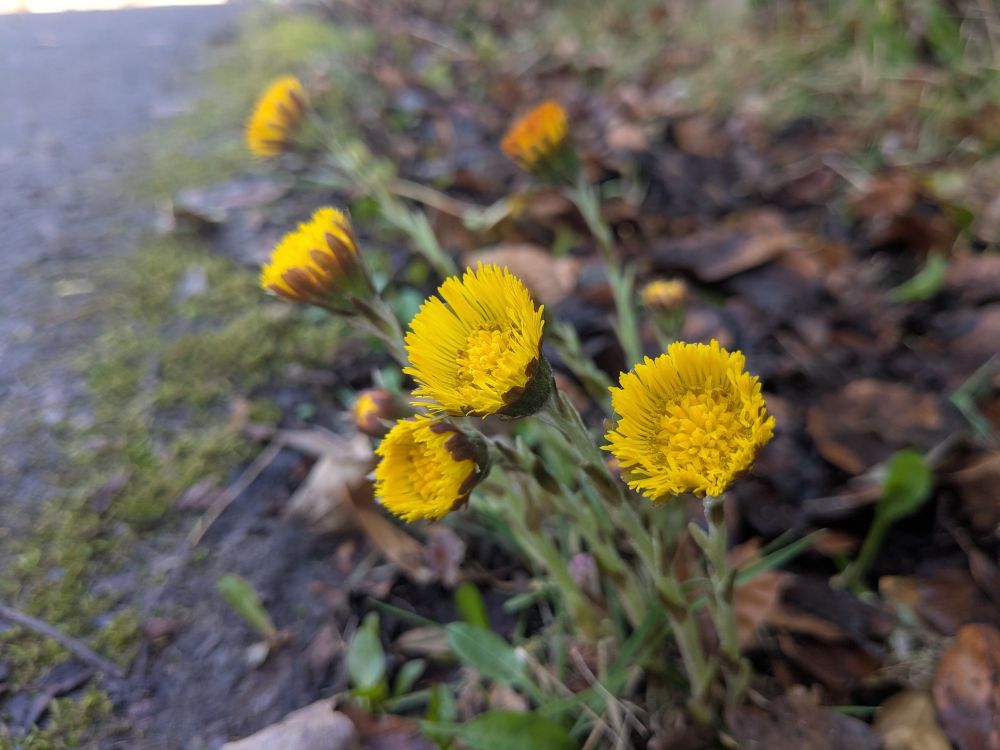 Coltsfoot in a car park