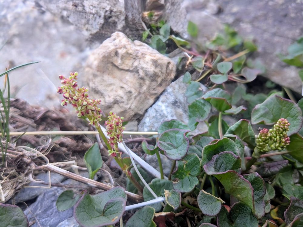 Mountain Sorrel Oxyria digyna