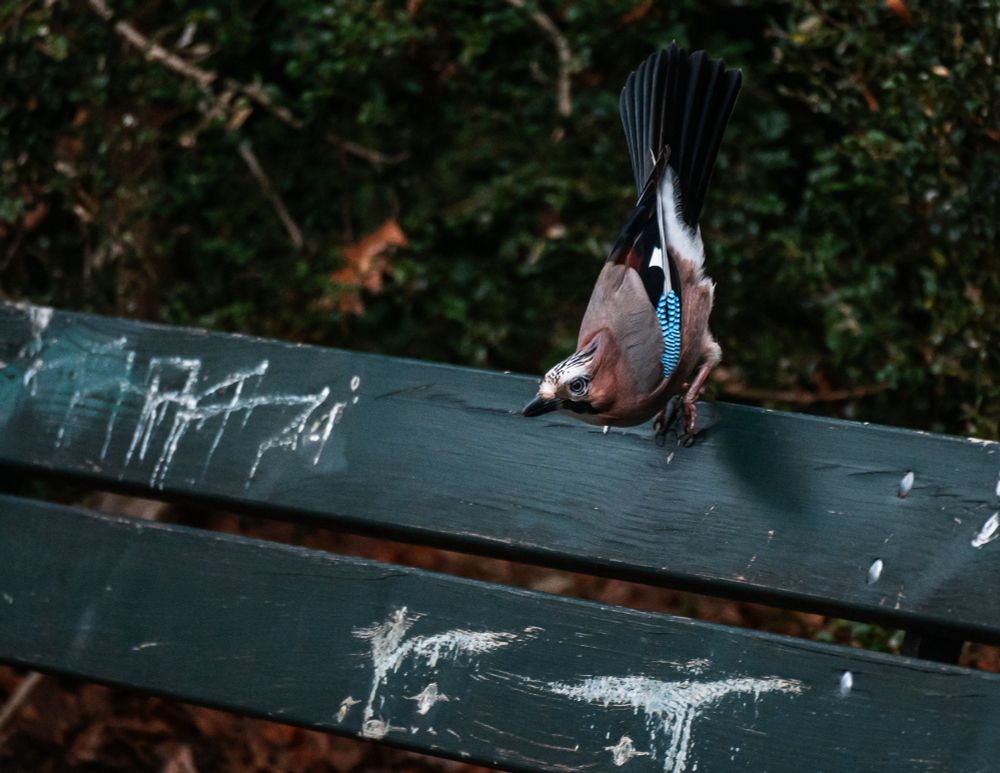 Eichelhäher auf der Lehne einer grünen Holzbank die bereits sehr zerkratzt ist, er lehnt sich richtig doll nach vorn sodass sein Kopf fast unterhalb seiner Füße ist und die Schwanzfeder ganz gerade nach oben zeigen - er will gerade starten und auf eine am Boden liegende Erdnuss zuspringen (die ist natürlich nicht im Bild, aber gehört zur Situation)