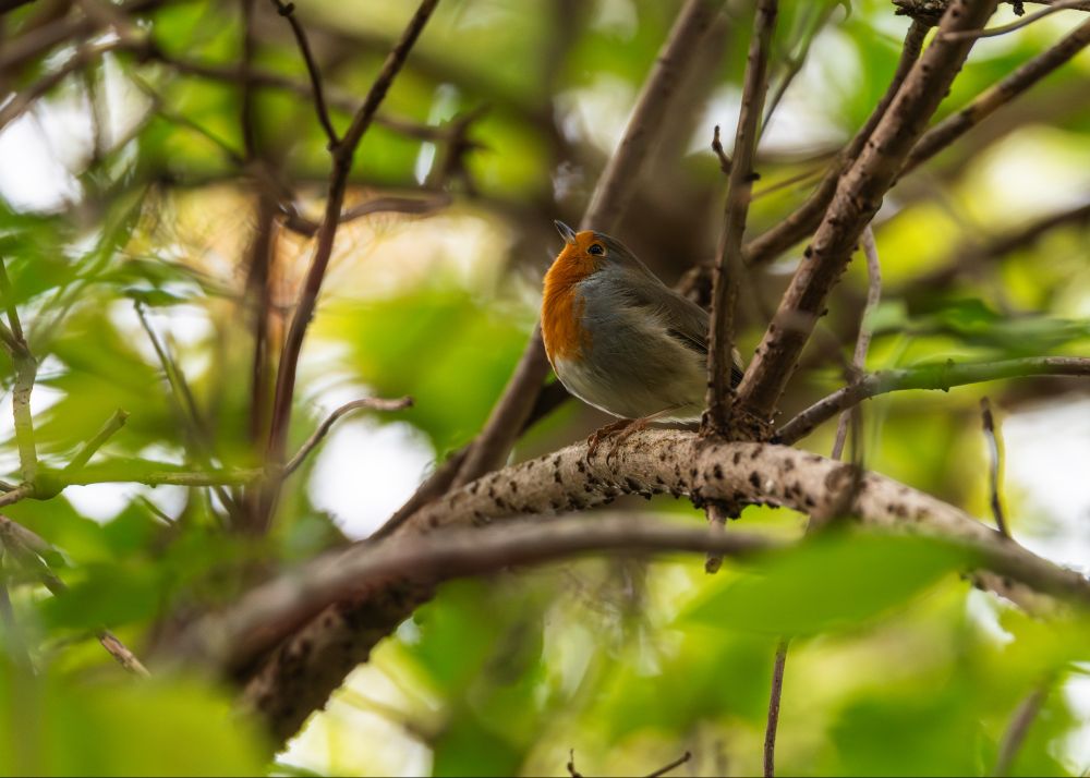 derselbe Bildausschnitt mit Rotkehlen, es hat den Kopf nach oben gehoben und den Schnabel geschlossen