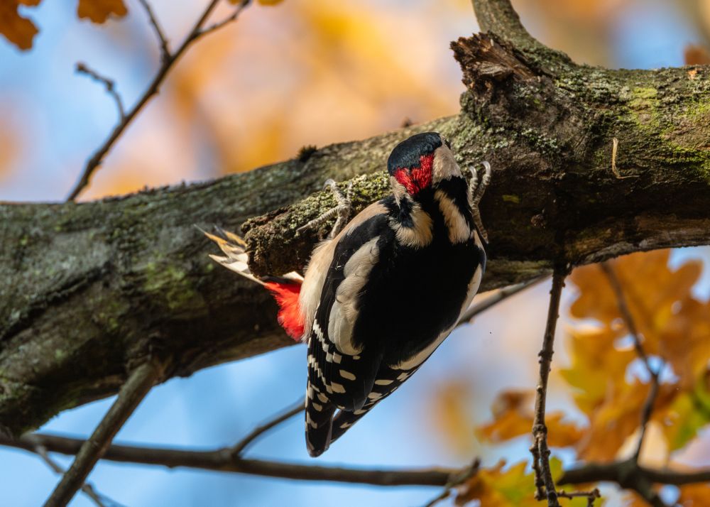Specht hängt Kopfüber an einer Verzweigung eines Astes, hat den Kopf zur Rinde hochgezogen um dort am Holz zu "arbeiten", zu sehen nur der Hinterkopf und Rücken und wie er sich mit den Krallen festhält. Für Balance sind die Schwanzfedern entgegengesetzt nach oben gehalten