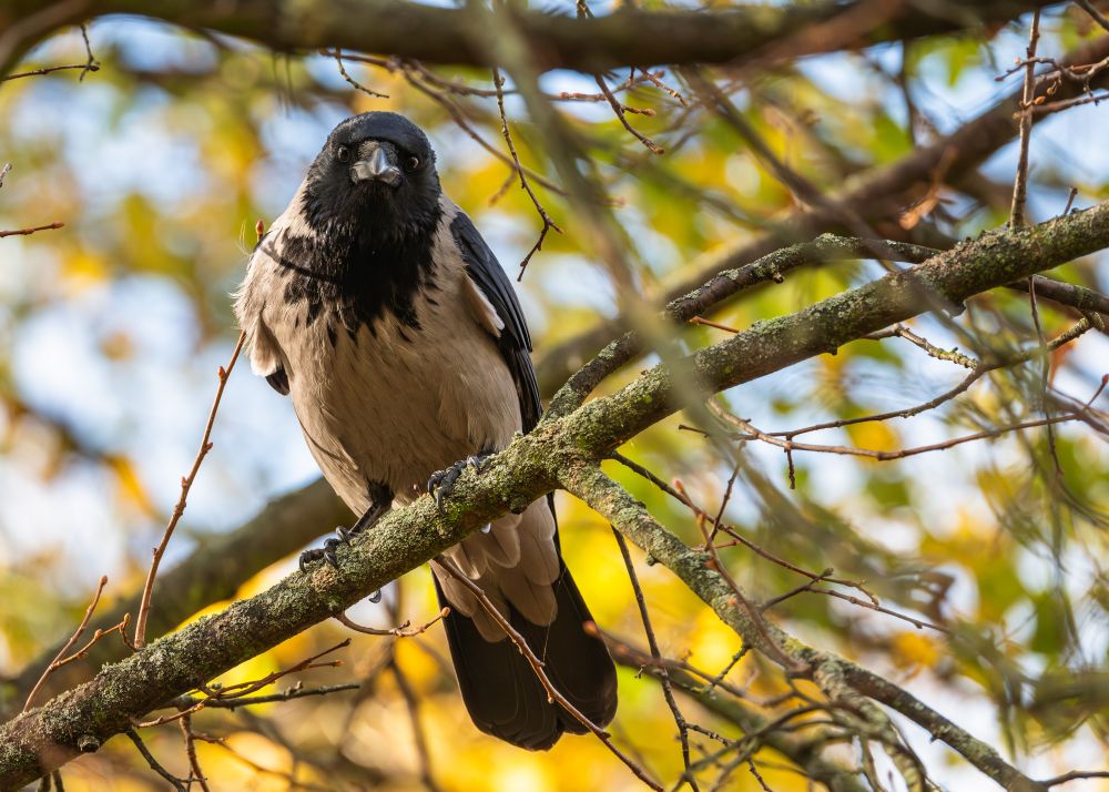Nebelkrähe sitzt im Baum auf einem Ast und hat den Kopf geradeaus Richtung Kamera gerichtet, gelborangegrüne Flecken von Herbstlaub im Hintergrund, leichtes Sonnenlicht von links