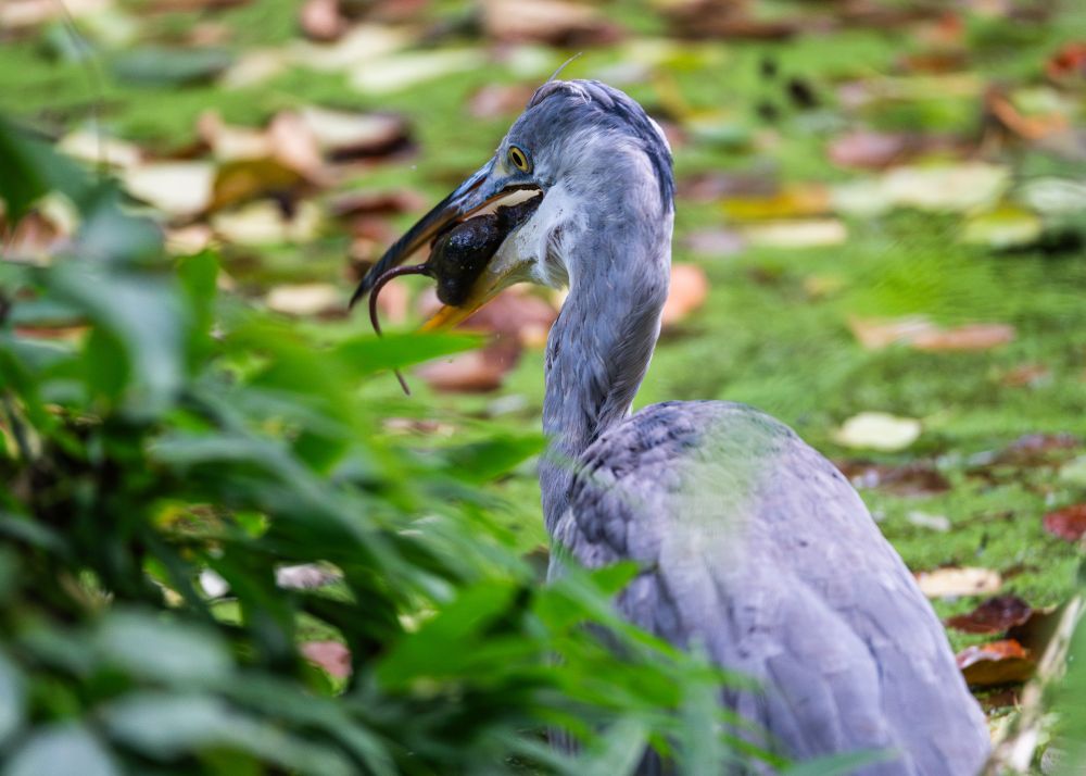 ähnliche Bildkomposition wie im ersten Foto, der Reiher ist etwas weiter weggedreht, die Maus verschwindet kopfvorwärts in seinem Schnabel, Schwanz hängt noch raus