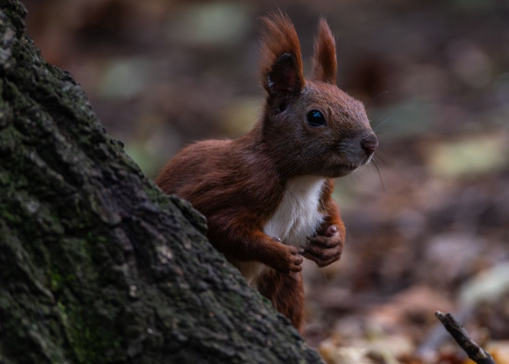 Eichhörnchen schaut wachsam hinter einem schrägen Baumstamm hervor, dessen Rinde leicht unscharf links im Vordergrund zu sehen ist, es hat die Pfötchen an die Brust gehoben