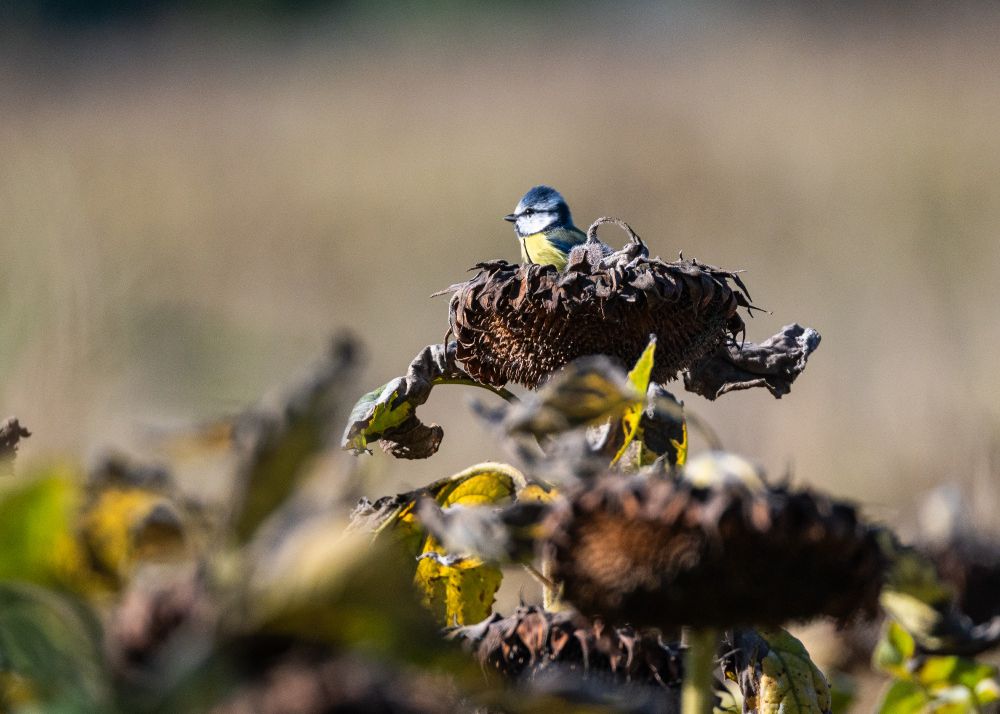 Blaumeise sitzt oben auf einem herabhängenden Korb einer verblühten Sonneblume der weit über den anderen Pflanzen herausragt