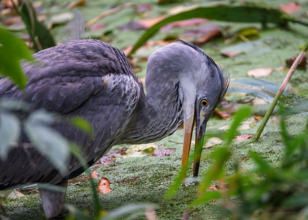 Graureiher im Wasser voller Teichlinsen, nach vorn gebeugt, steckt die Schnabelspitze ins Wasser