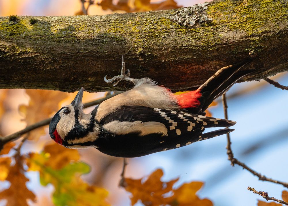 Buntspecht hängt kopfüber an einem flechtenbewachsenen Ast, im Hintergrund Herbstlaub. Mit den Krallen ist er einfach ganz leicht an den Unebenheiten in der Rinde eingehängt