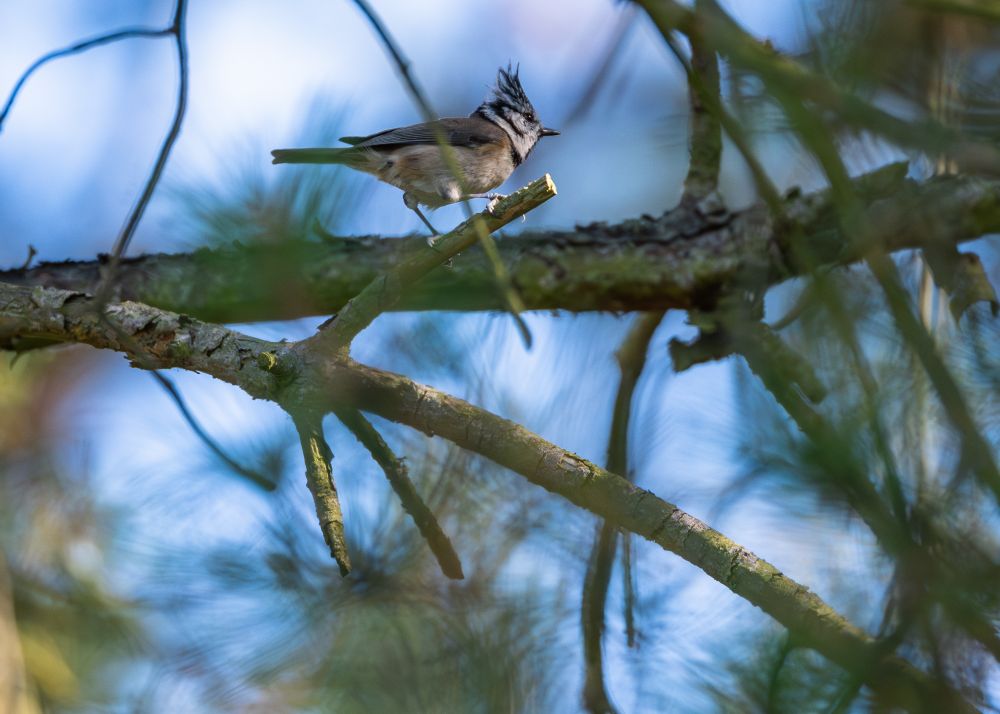 Haubenmeise auf einem dicken Ast, verschwommene lange Nadeln einer Kiefer noch im Bild. Haubenmeisen sind hellbraun bis dunkelbraun, haben aber einen weißen Kopf mit schwarzen Streifen und schwarzen Sprenkeln. Die Federn der Haube sind hier im Bild hoch aufgestellt.