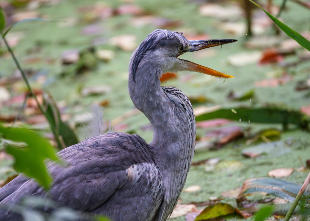 Hier schüttelt der Graureiher seinen Kopf, die Kopffedern klatschen seitlich über sein Auge, Wasserspritzer und Teichlinsen fliegen herum