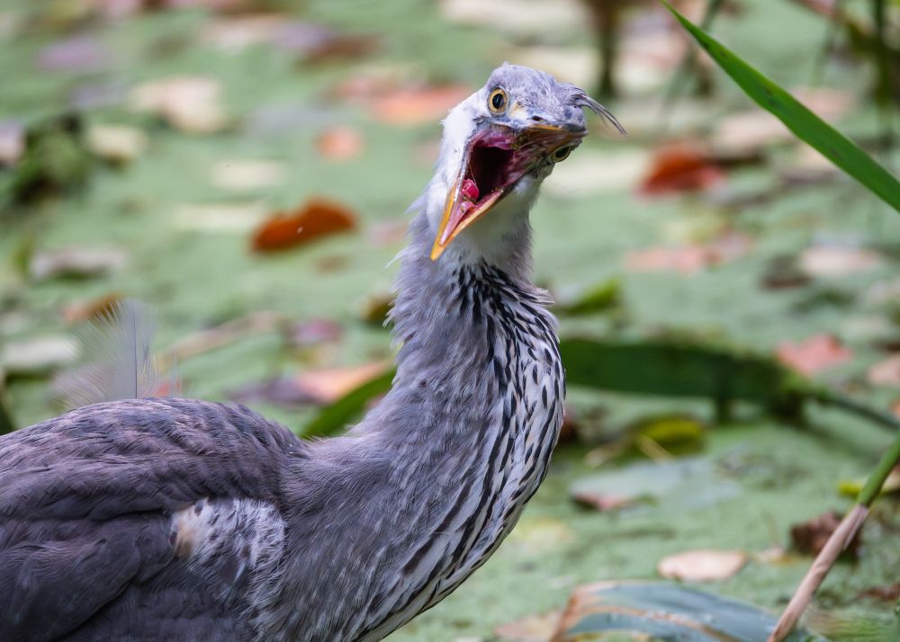 Momentaufnahme eines Reihers beim Schütteln seines Kopfes mit geöffnetem Schnabel, der Kopf mit weit offenem Schnabel ist dabei genau Richtung Kamera gedreht