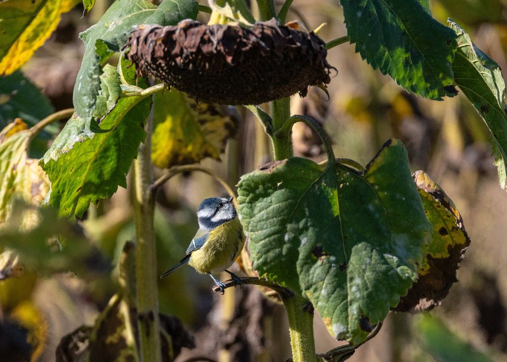 kleine Blaumeise auf einem Blattstiel einer großen Sonnenblume. Der Herabhängende Korb der Sonnenblume ist braun verblüht und voller Sonnenblumenkerne. Die Blaumeise schaut nach oben