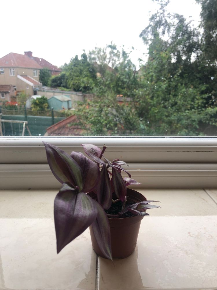 Baby purple plant, it’s so cute.