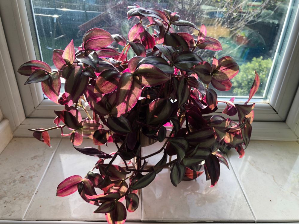 It’s now a good size, providing a bit bit of colour while next to the window.