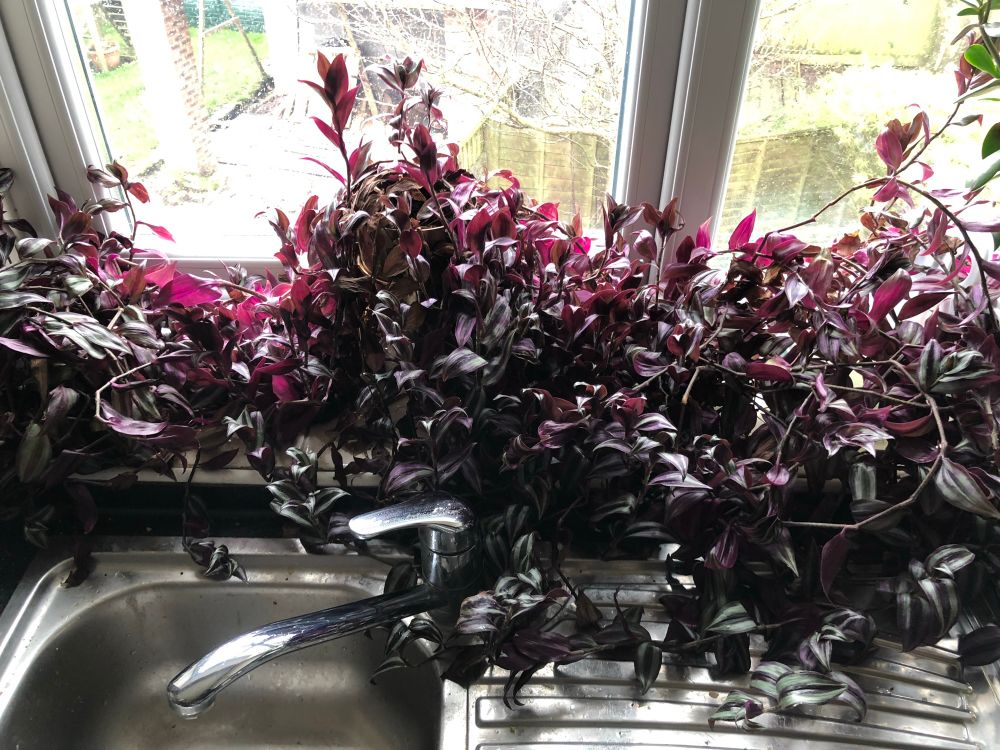 Ahh, it’s taken over, what happened; it’s taking up all of the space, and some more.