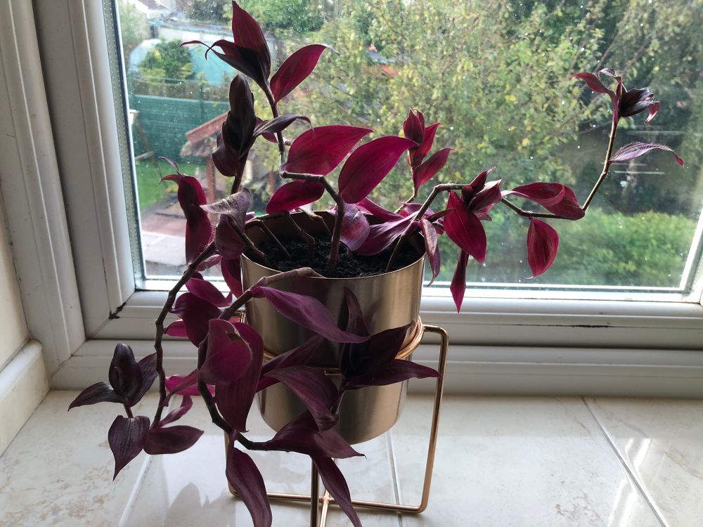 It’s starting to grow, and is in a new pot.