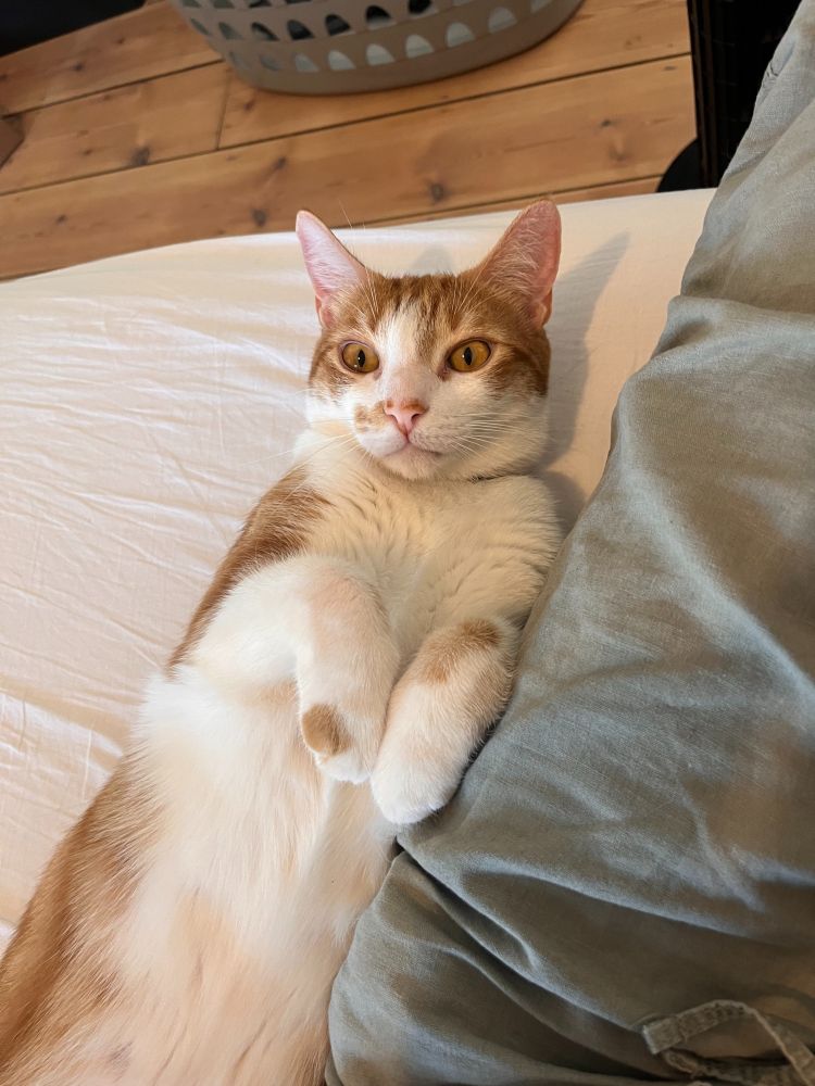 Adorable ginger cat lying on his back with his paws in the air