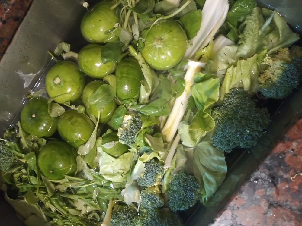 Un montón de zapallitos, brócoli, apio, rúcula y albahaca en la Bacha de la cocina en proceso de sanitización 