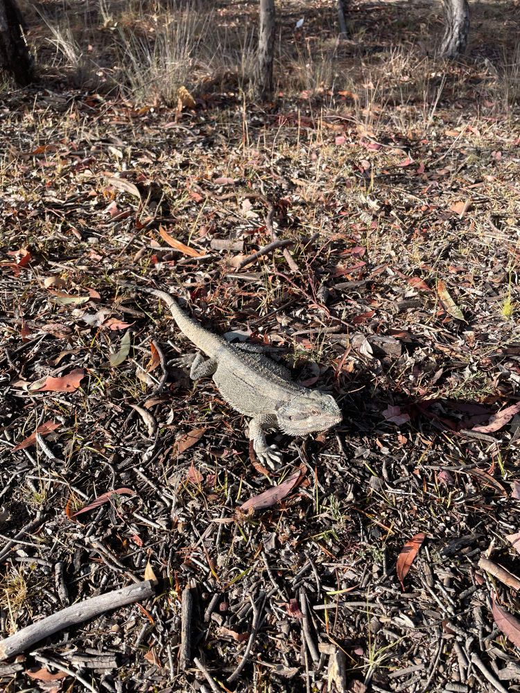 Here is a picture of a lizard I saw this morning