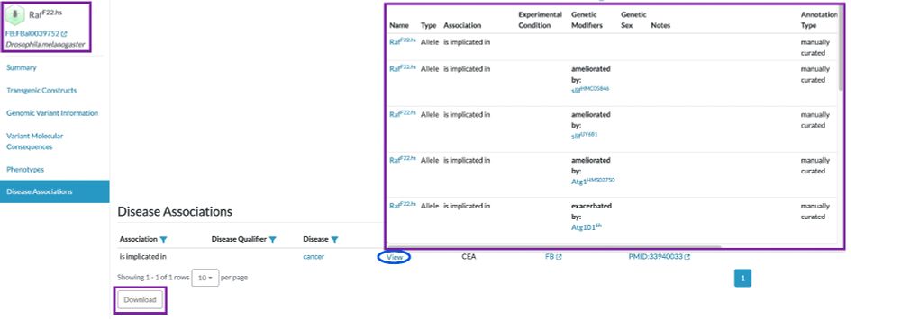 The AllianceGenome.org allele page for the Drosophila gene Raf[F22.hs]. The allele name and fly icon are at upper right, boxed in purple. The Annotation Details have been opened, and are boxed in purple. The disease model this allele is implicated in has several Genetic Modifiers that exacerbate or ameliorate the disease phenotype. The Annotation Type for each annotation is 'manually curated'.