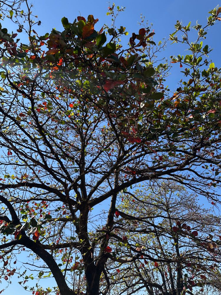 mesma árvore porém ângulo sem sol 