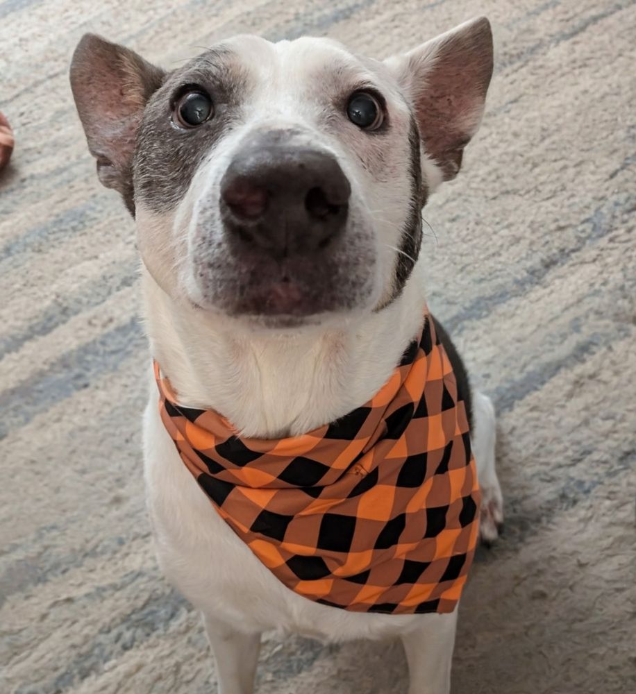Fergal, a black and white dog, is wearing a checkered bandana around his neck colored orange and black.  He is sitting at attention like a very good boy.