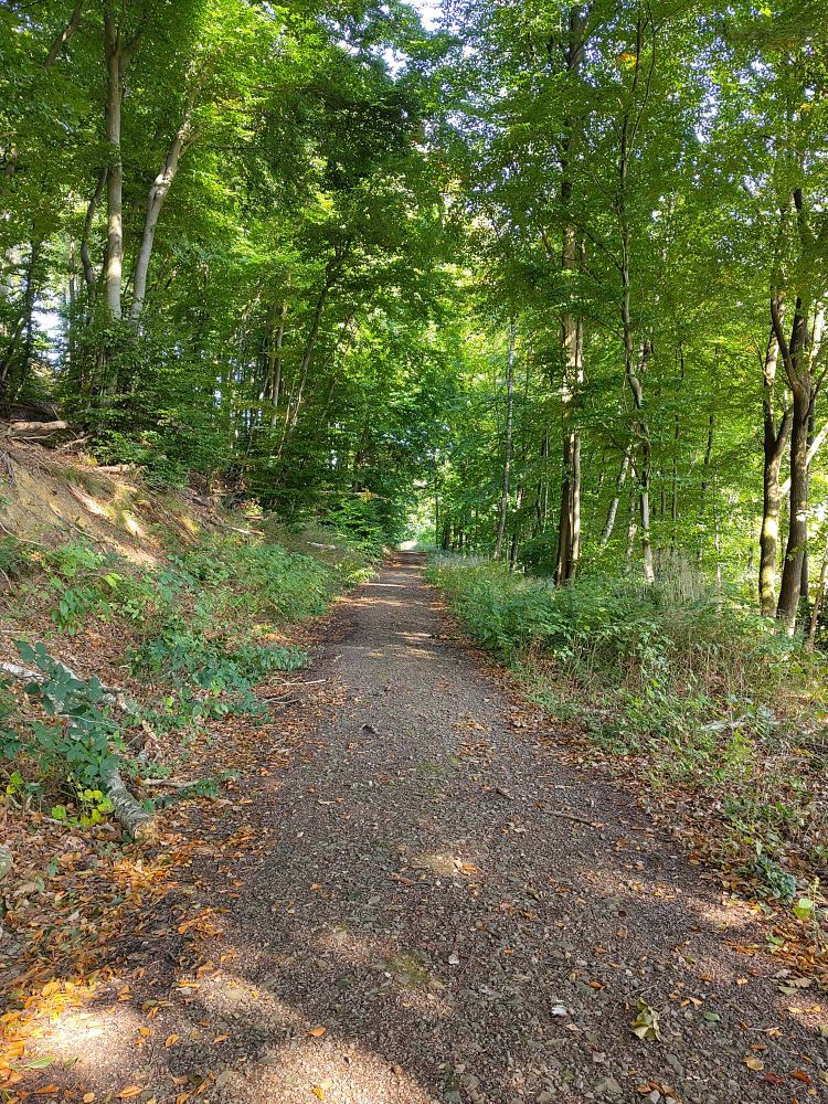 Ein Waldweg in der Nachmittagssonne.