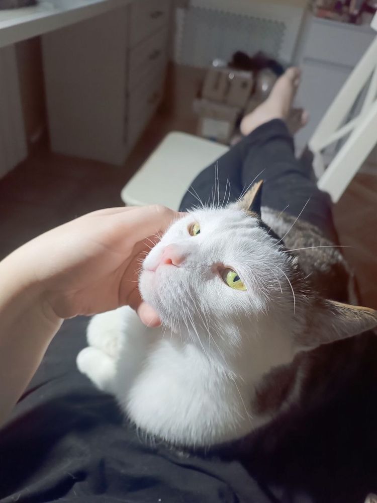 猫のマロイ君がマリの上にチルしてる