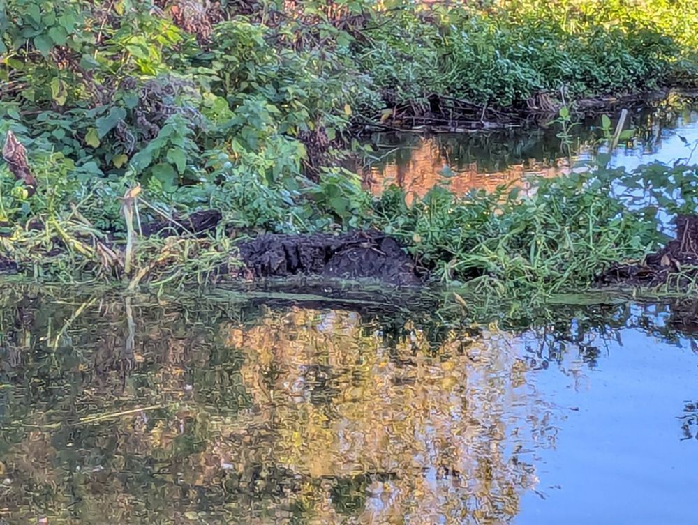 Paw marks in the mud on a beaver dam