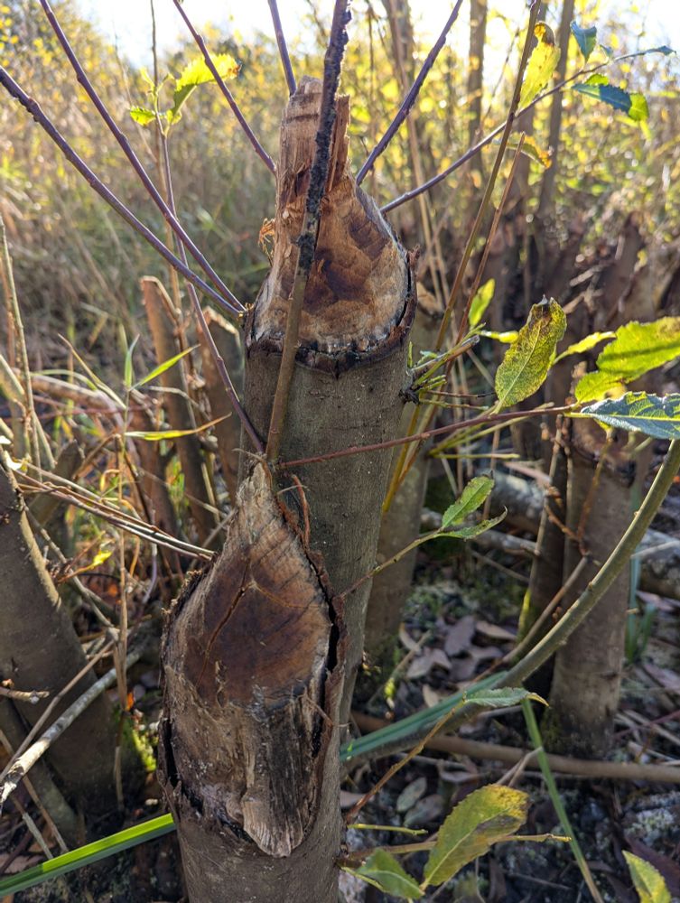 Beaver gnawing