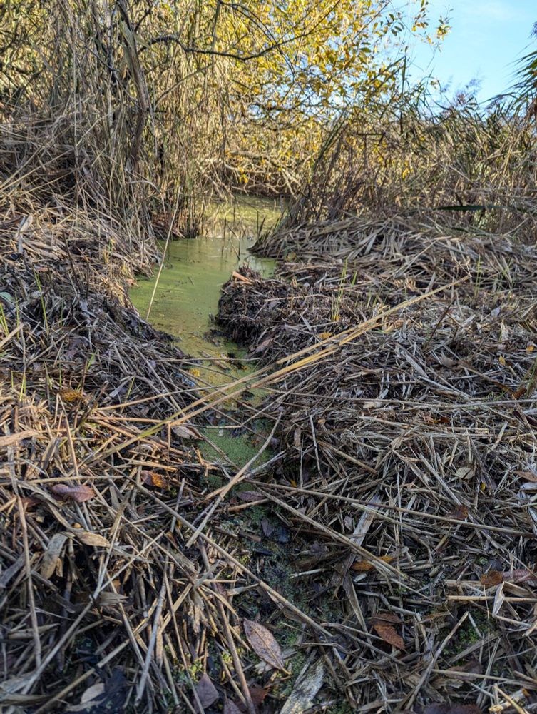 Beaver foraging channel through a reedbed