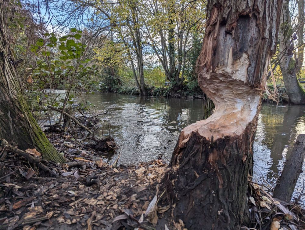 Gnawing next to the River Stour in Canterbury