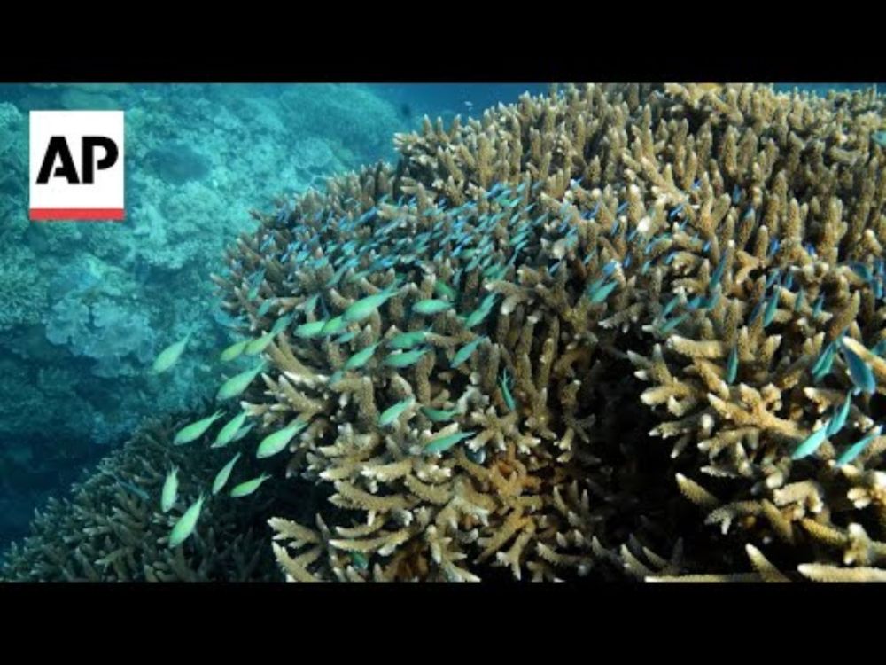 The Great Barrier Reef records largest annual coral loss in 39 years