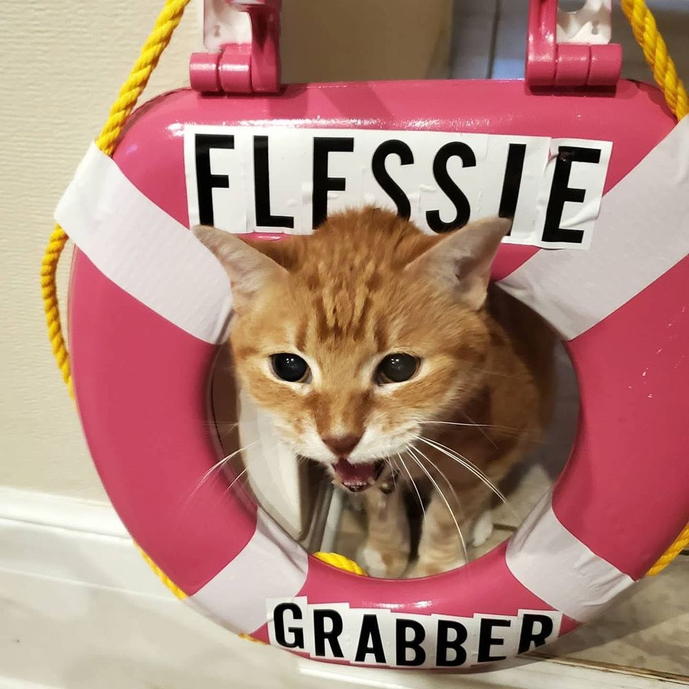 An orange cat sticking his head through a pink toilet seat with FLESSIE GRABBER written on it. It looks like he's yelling.