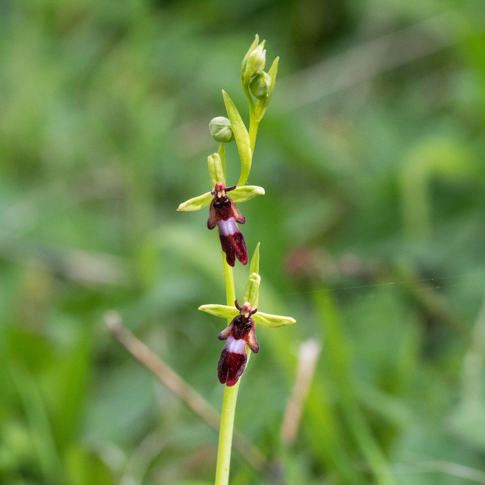 Fly Orchid 