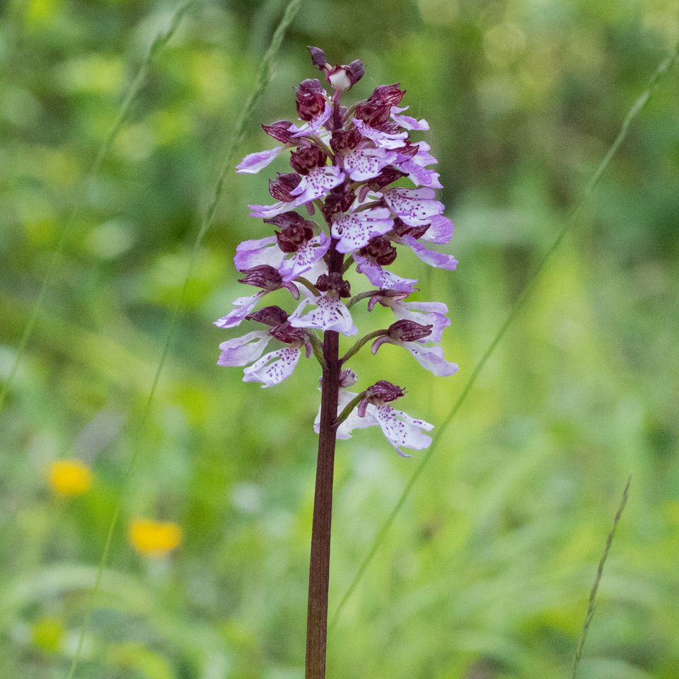 Lady Orchid 