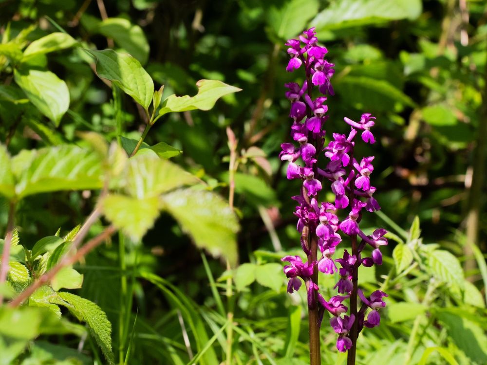 Early Purple Orchid 