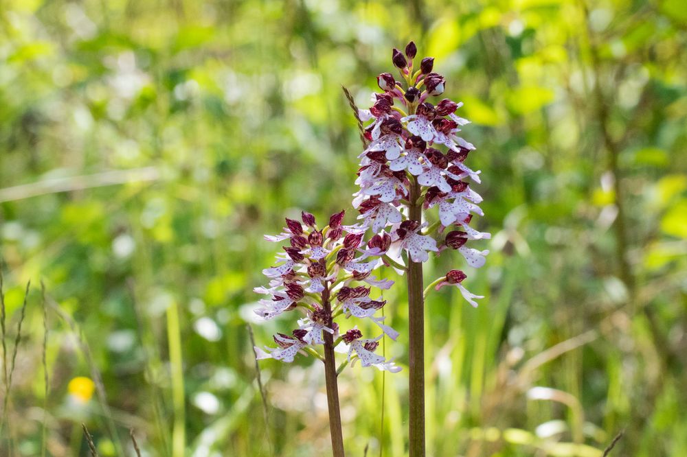 Lady Orchid 