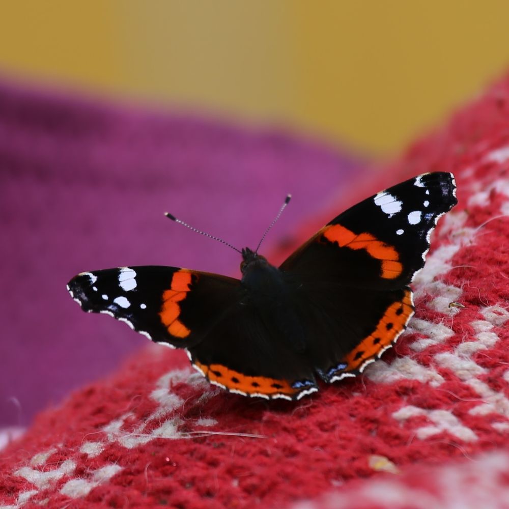 Comment image