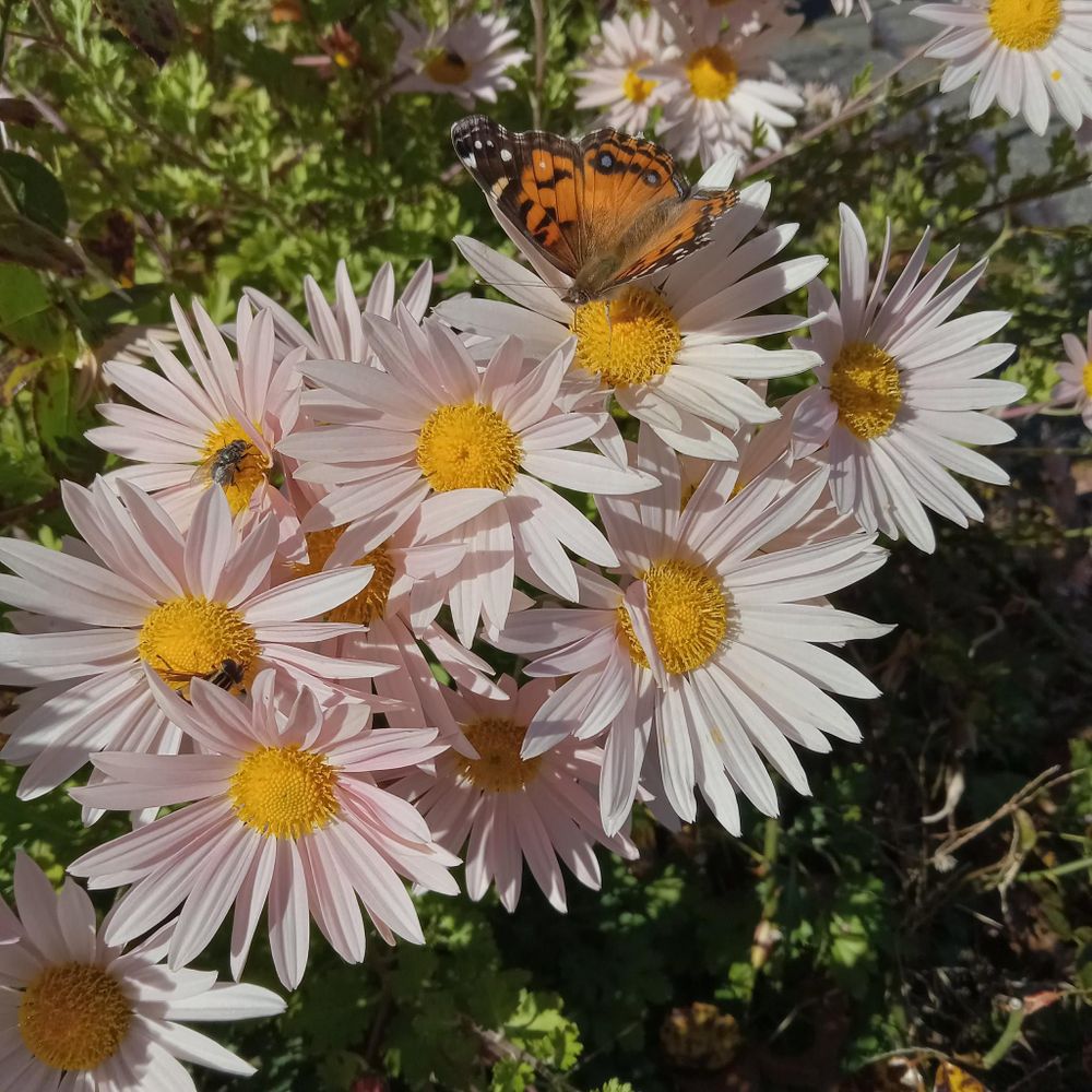 Marguerite daisies with a Painted Lady butterfly.