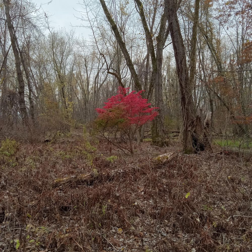 A red bush in a dully colored swamp.
